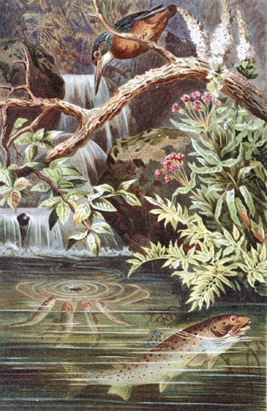 Bachforelle, Tafel aus "Brehms Tierleben: Allgemeine Kunde des Tierreichs", Bd. 8, S. 338, veröffentlicht vom Bibliographischen Institut von German School