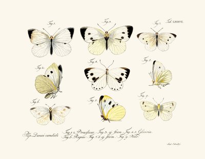 Schmetterlinge, 1783-1806 von German School