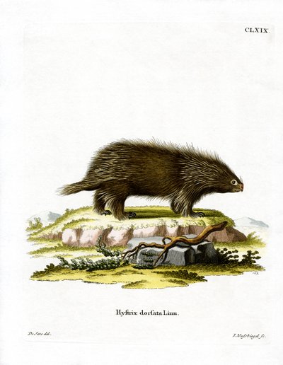 Kanadisches Stachelschwein von German School
