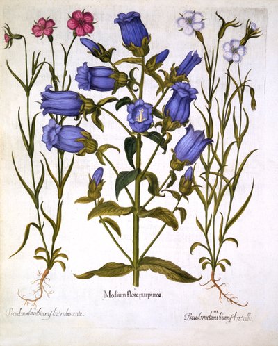 Marienglocken und Kornraden, aus Hortus Eystettensis, von Basil Besler, veröffentlicht 1613 von German School