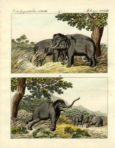 Fang von Elefanten durch Köderelefanten von German School