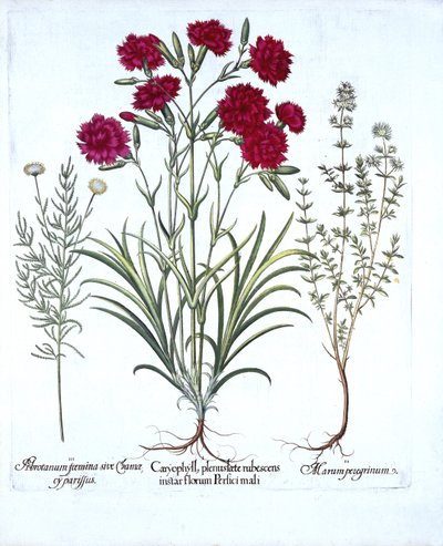 Nelke, Katzenminze und Gemeiner Lavendel, aus Hortus Eystettensis, von Basil Besler, veröffentlicht 1613 von German School