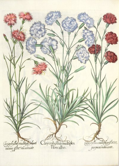 Nelken: 1. Caryophyllus multiplex flore albo; 2. Caryophyllus multiplex laciniosus flore incarnato; 3. Caryophyllus multiplex flore purpureo rubescente, aus dem Hortus Eystettensis von Basil Besler von German School