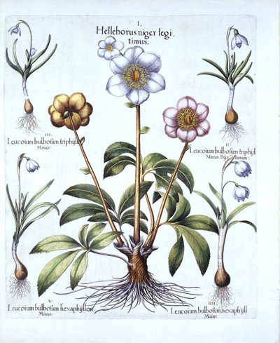 Christrose und Schneeglöckchen-Variationen, aus Hortus Eystettensis, von Basil Besler, veröffentlicht 1613 von German School