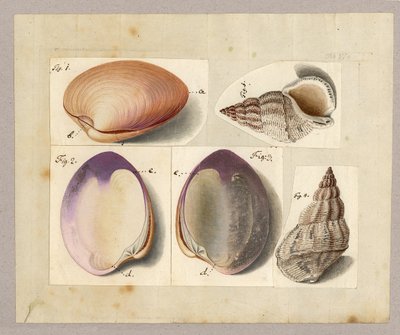Muschel und Seeschnecke: Venus Mercenaria Linnaei, Buccino glacioli Linnaei, 1785 von German School
