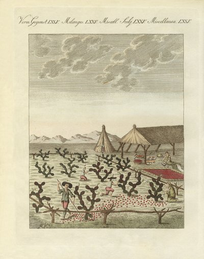 Sammeln von Cochenillen von German School