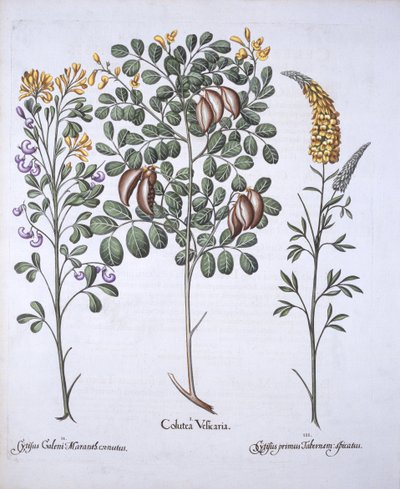 Blasenstrauch und Zytisus-Arten, aus Hortus Eystettensis, von Basil Besler, 1613 von German School
