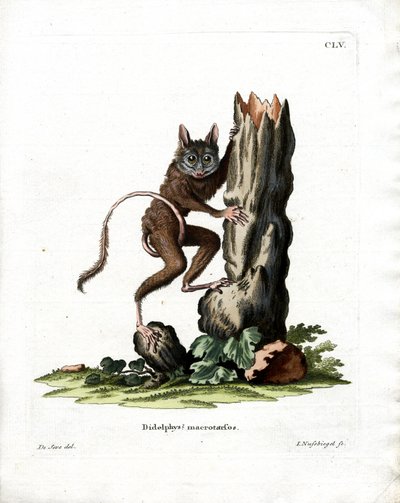 Gemeine Mausbeutelratte von German School