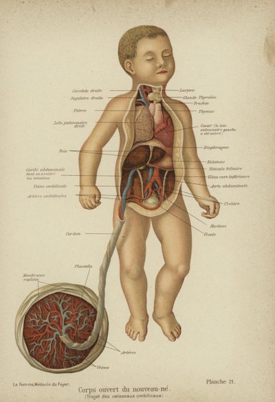 Schnittdiagramm, das die inneren Organe eines Neugeborenen und seine Nabelschnur zeigt von German School