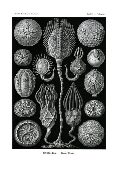 Cystoidea von German School