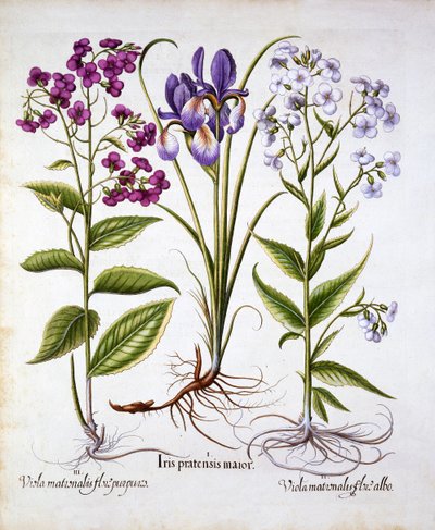 Nachtviole und Feldiris, aus Hortus Eystettensis, von Basil Besler, 1613 von German School