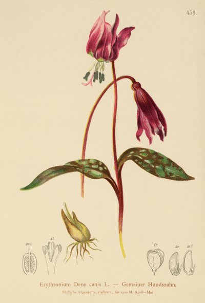 Hundszahn (Erythronium Dens canis, Erythronium caninum) von German School