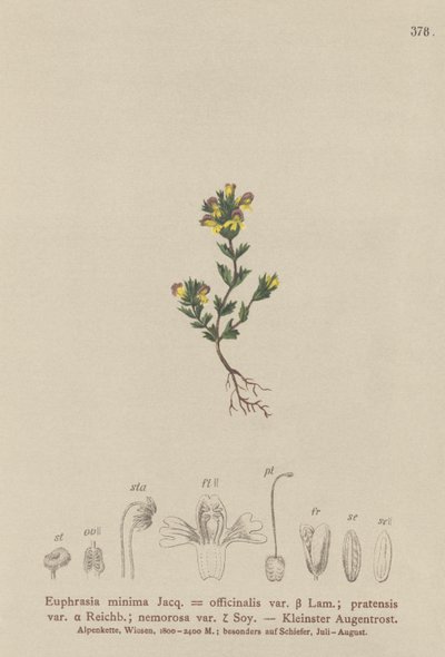 Zwerg-Augentrost (Euphrasia minima, Euphrasia officinalis, Euphrasia pratensis var. nemorosa) von German School