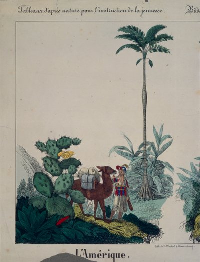 Bildungsposter mit Flora und Fauna Südamerikas, linke Seite, veröffentlicht von F. Wentzel, Weißenburg, 1840 von German School