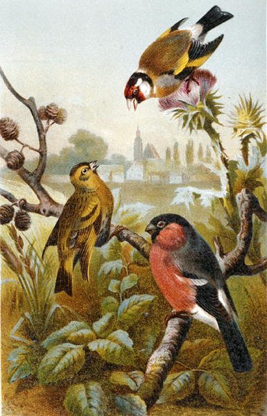 Stieglitz, Icterine Greenbul und Gimpel, Tafel aus "Brehms Tierleben: Allgemeine Kunde des Tierreichs", Bd. 4, S. 57, veröffentlicht vom Bibliographischen Institut von German School