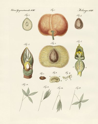 Evolution und Fortpflanzung von Pflanzen und Schlaf der Blätter von German School