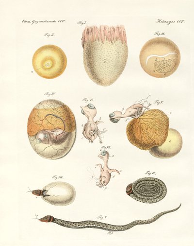 Evolution von Hühnern, Tauben und Schlangen aus Eiern von German School