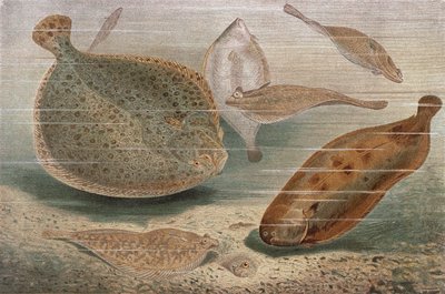 Plattfisch, Tafel aus Brehms Tierleben: Allgemeine Kunde des Tierreichs, Bd. 8, S. 224, veröffentlicht vom Bibliographischen Institut, 1892 von German School