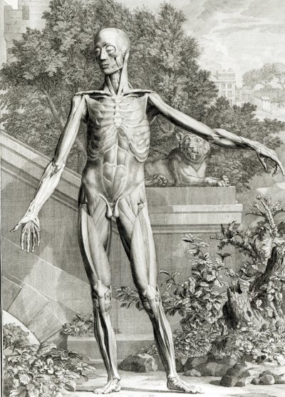 Gehäuteter Körper, aus Tabellen des Skeletts und der Muskeln des menschlichen Körpers von Bernard Siegfried Albinus (1697-1770) 1747 von German School