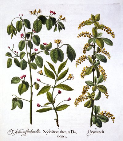 Fliegen-Geißblatt und Weißdorn, aus Hortus Eystettensis, von Basil Besler, veröffentlicht 1613 von German School