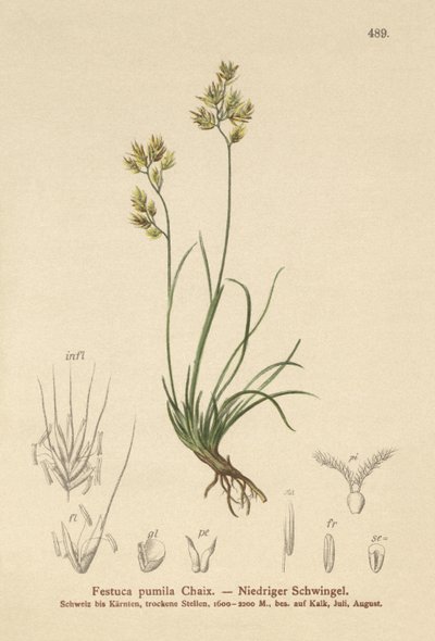 Vierblättriger Schwingel (Festuca pumila, Festuca quadriflora) von German School