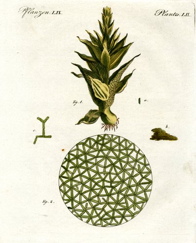 Vier Arten von Affen von German School