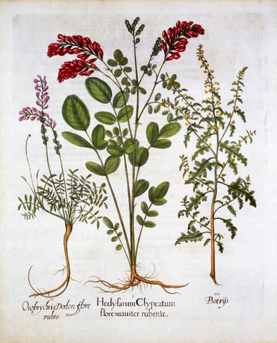 Französische Geißblatt, Gemeiner Esparsette und Feder-Geranie, aus Hortus Eystettensis, von Basil Besler, veröffentlicht 1613 von German School