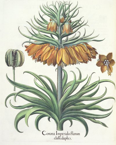Kaiserkronen: Corona Imperialis florum classe duplici, aus dem Hortus Eystettensis von Basil Besler, veröffentlicht 1613 von German School