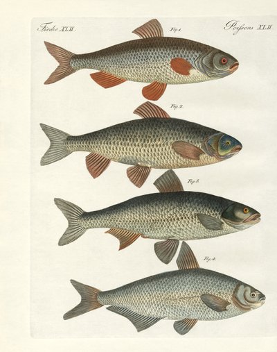 Deutsche Flussfische von German School