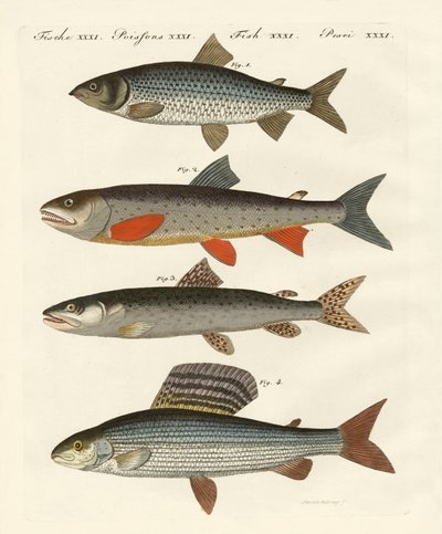 Deutsche Flussfische von German School