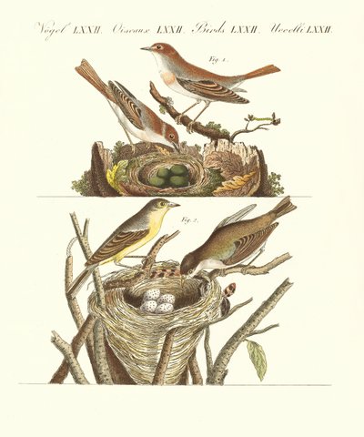 Deutsche Singvögel von German School