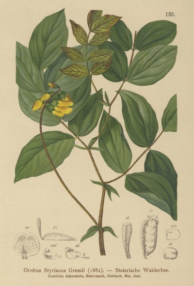 Goldener Klee von German School