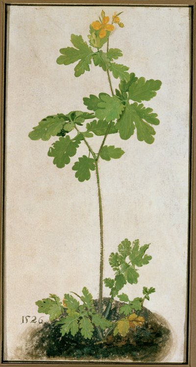 Schöllkraut von German School