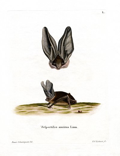 Graue Langohrfledermaus von German School