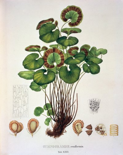 Gymnogramme Reniformis, Tafel XXVI aus 
