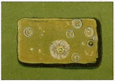 Gesunde Bakterienwerte im Trinkwasser, ca. 1890 von German School