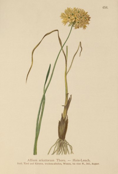 Heide-Lauch (Allium ericetorum, Allium ambiguum, Allium graminifolium) von German School