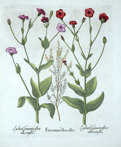 Heidekraut und zwei Arten von Lichtnelken, aus Hortus Eystettensis, von Basil Besler (1561-1629), veröffentlicht 1613 von German School