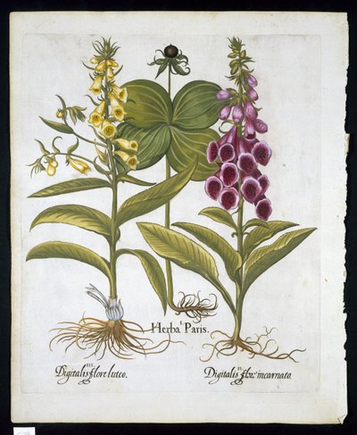 Einbeere (Solanum quadrifolium), Roter Fingerhut (Digitalis Purpurea) und Große Gelbe Fingerhut aus Hortus Eystettensis von Basil Besler (1561-1629), veröffentlicht 1613 von German School