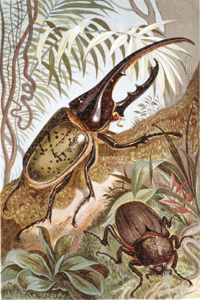 Herkuleskäfer, Tafel aus "Brehms Tierleben: Allgemeine Kunde des Tierreichs", Bd.9, S.99, veröffentlicht vom Bibliographischen Institut von German School