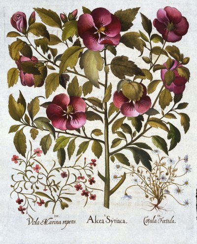 Hibiscus syriacus, Stinkende Kamille, aus Hortus Eystettensis, von Basil Besler, 1613 von German School