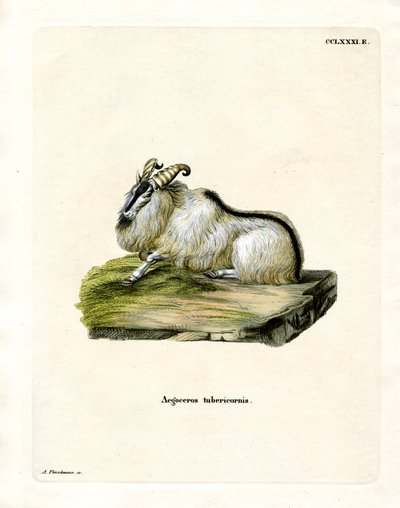 Himalaya-Tahr von German School