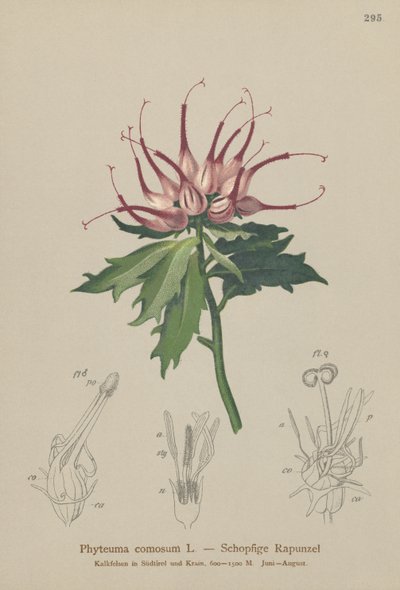 Gehörntes Teufelskrallenblümchen von German School