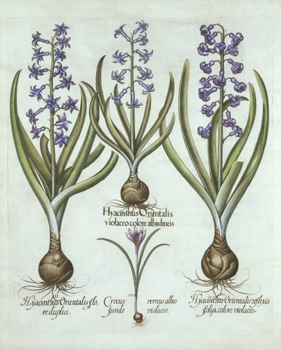 Hyazinthen und ein Herbst-Krokus, aus Hortus Eystettensis, von Basil Besler (1561-1629), veröffentlicht 1613 von German School