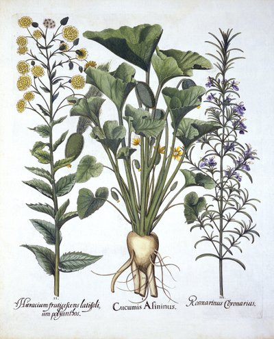 I. Spritzgurke, II. Schmalblättriges Habichtskraut, III. Rosmarin, aus Hortus Eystettensis, von Basil Besler (1561-1629), veröffentlicht 1613 von German School