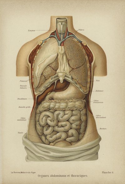 Innere Organe des Bauches und Brustkorbs von German School