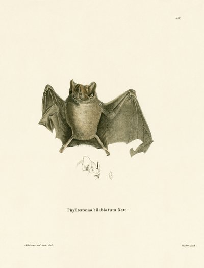 Ipanema-Fledermaus von German School