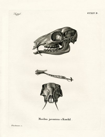 Java-Maus-Hirsch von German School