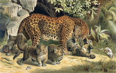 Leopard, Tafel aus Brehms Tierleben: Allgemeine Kunde des Tierreichs, Bd. 1, S. 463, veröffentlicht vom Bibliographischen Institut, 1890 von German School
