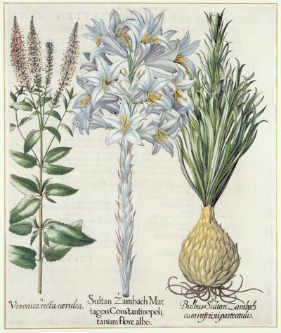 Lilie: 1.Sultan Zambach Martagon Constantinopolitanum flore albo 2.Veronica recta carnlea 3.Bulbus Sultan Zambach cuminfeunipartecaulis, aus Hortus Eystettensis von Basil Besler (1561-1629), veröffentlicht 1613 von German School